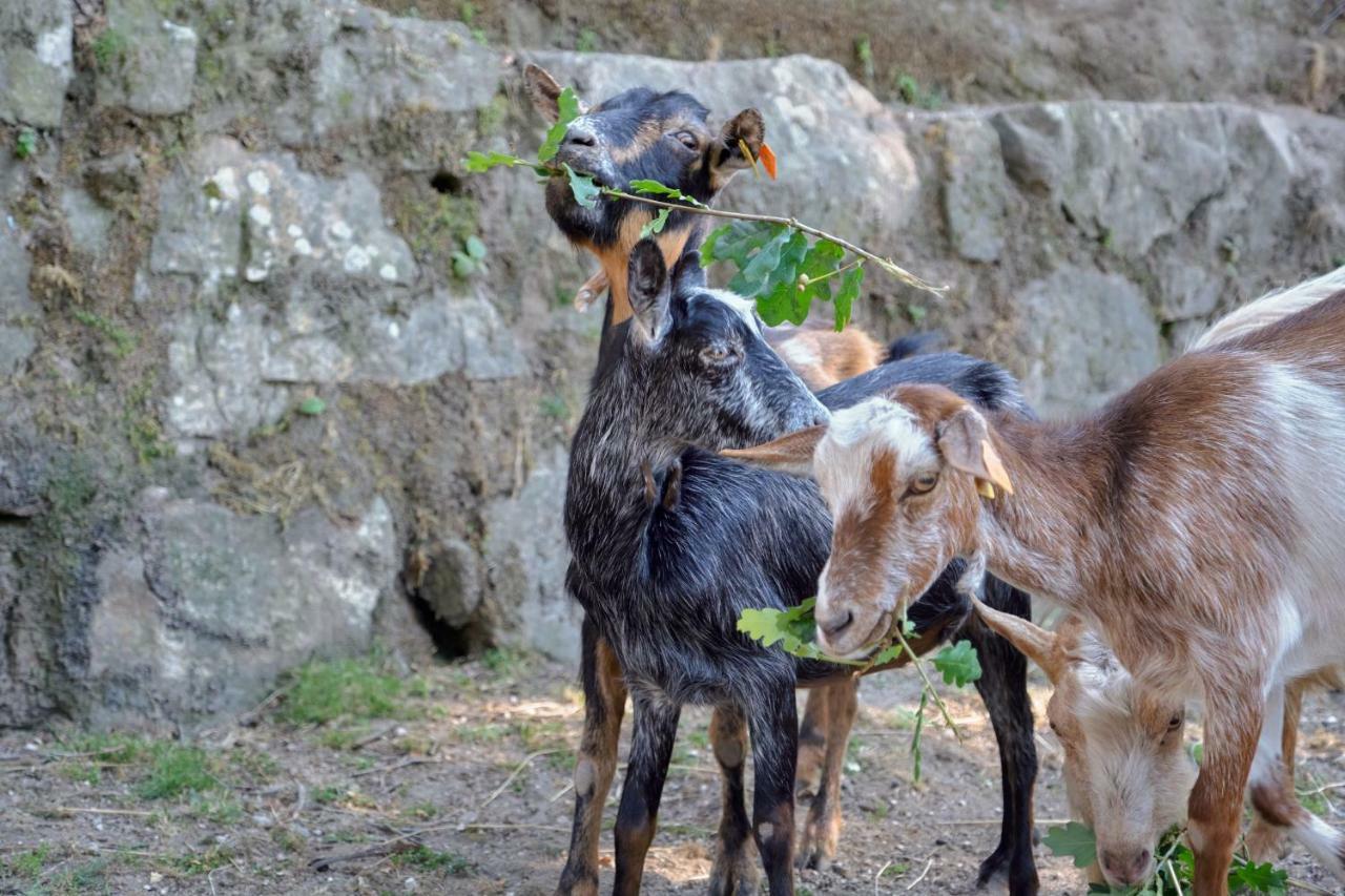 Quinta De Silharezes, Lda Villa Ponte da Barca Kültér fotó